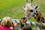 Children Feeding Giraffe