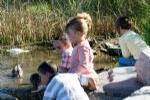 Pre-schools at the edge of a pond feeding ducks.